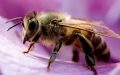 Formation : Prendre soin des abeilles 